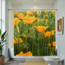 California Poppy Patch Foto