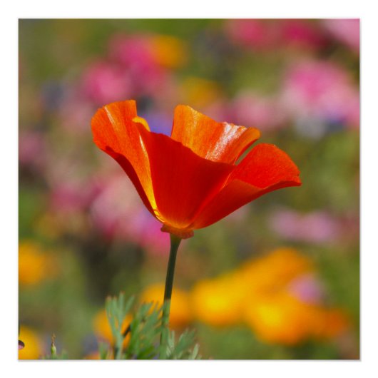 California Poppy Perfect Poster (Voorkant)