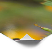 California Poppy Perfect Poster (Hoek)