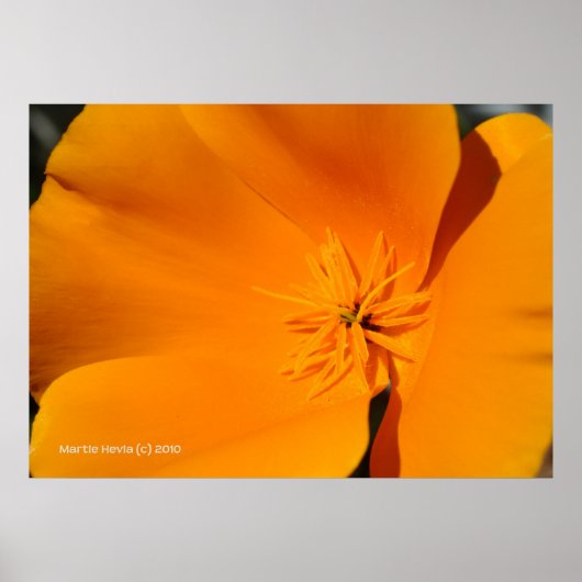 California Poppy Poster (Voorkant)