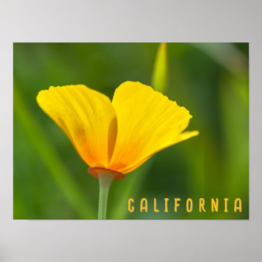 California Poppy Poster (Voorkant)