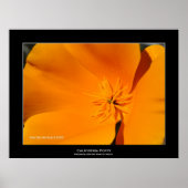 "California Poppy" Poster (Voorkant)