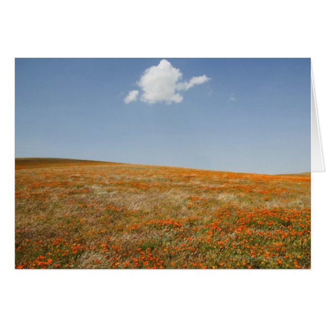California Poppy Reserve (Voorkant Horizontaal)