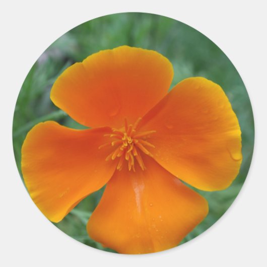 California Poppy Ronde Sticker (Voorkant)