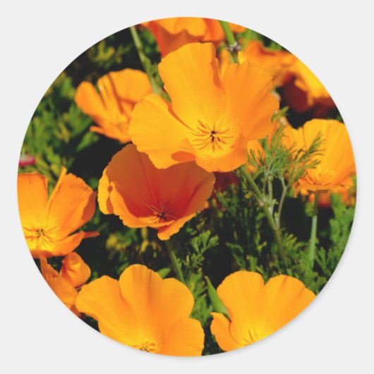 "California Poppy" Ronde Sticker (Voorkant)