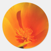 California Poppy stickers (Voorkant)
