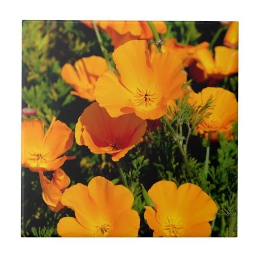 "California Poppy" Tegeltje (Voorkant)