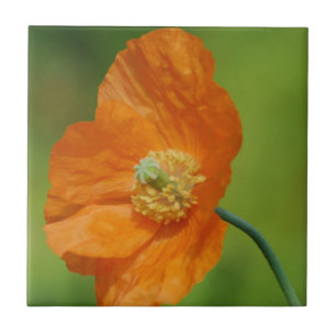 California Poppy Tegeltje