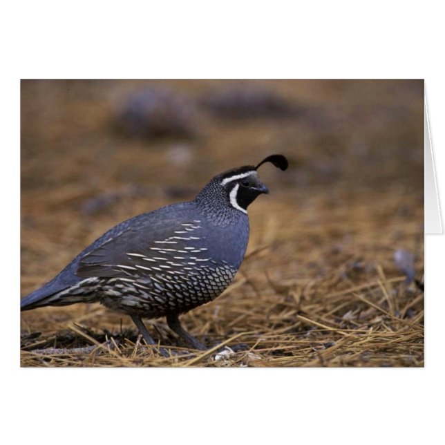 California Quail (Voorkant Horizontaal)
