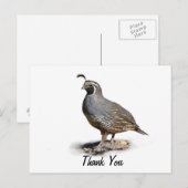 CALIFORNIA QUAIL - BEDANKT BRIEFKAART (Voorkant / Achterkant)