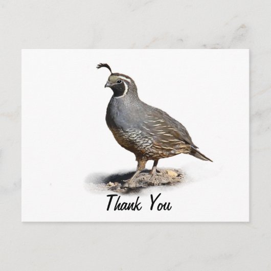 CALIFORNIA QUAIL - BEDANKT BRIEFKAART (Voorkant)