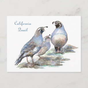 California Quail, Bird, Natuur, Wildlife Briefkaart