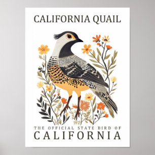 California Quail Bird of California Verenigde Stat Poster