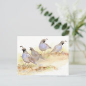 California Quail, Birds, Natuur, Wildlife, Briefkaart (Staand voorkant)