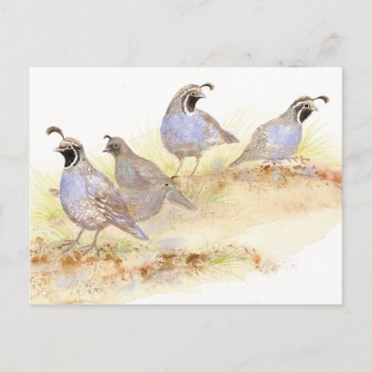 California Quail, Birds, Natuur, Wildlife, Briefkaart (Voorkant)