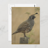 California Quail Briefkaart (Voorkant / Achterkant)