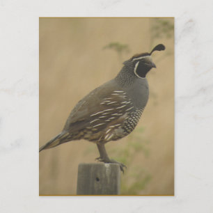 California Quail Briefkaart