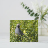 California Quail Briefkaart (Staand voorkant)