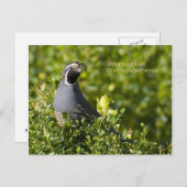 California Quail Briefkaart (Voorkant / Achterkant)