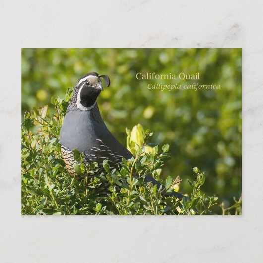 California Quail Briefkaart (Voorkant)