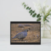 California Quail Briefkaart (Staand voorkant)