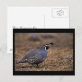 California Quail Briefkaart (Voorkant / Achterkant)