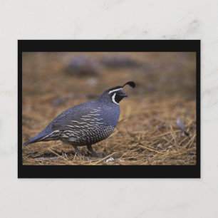 California Quail Briefkaart