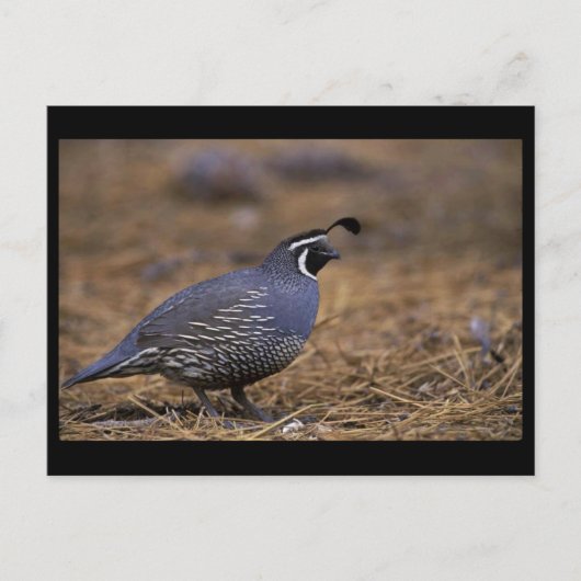 California Quail Briefkaart (Voorkant)