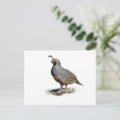 CALIFORNIA QUAIL BRIEFKAART (Staand voorkant)