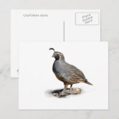CALIFORNIA QUAIL BRIEFKAART (Voorkant / Achterkant)