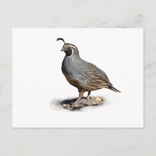 CALIFORNIA QUAIL BRIEFKAART (Voorkant)