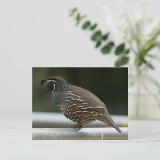 California Quail Briefkaart (Staand voorkant)