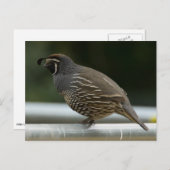 California Quail Briefkaart (Voorkant / Achterkant)