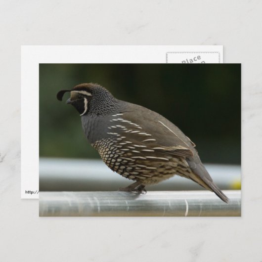 California Quail Briefkaart (Voorkant / Achterkant)