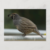 California Quail Briefkaart (Voorkant)