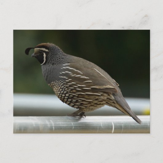 California Quail Briefkaart (Voorkant)