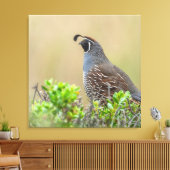 California Quail Canvas Afdruk (Insitu (Woonkamer))