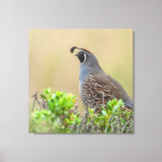 California Quail Canvas Afdruk (Voorkant)