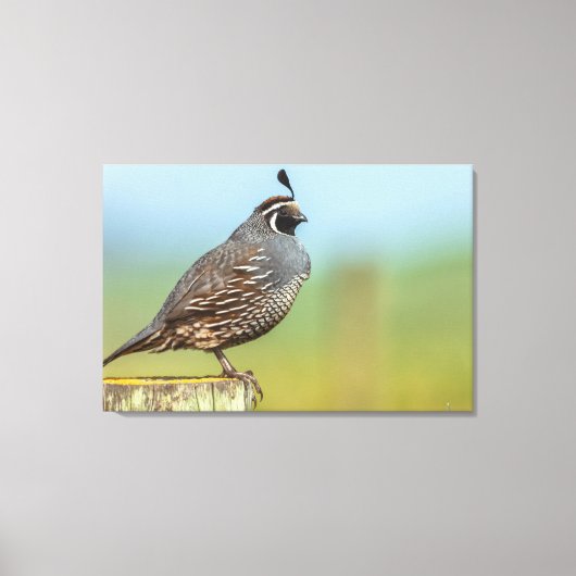 California Quail Canvas Afdruk (Voorkant)