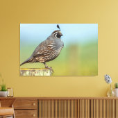 California Quail Canvas Afdruk (Insitu (Woonkamer))