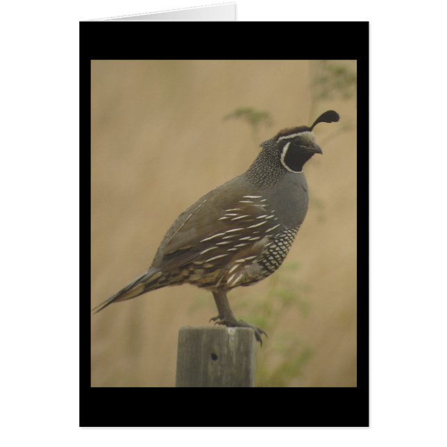 California Quail Card (Voorkant)