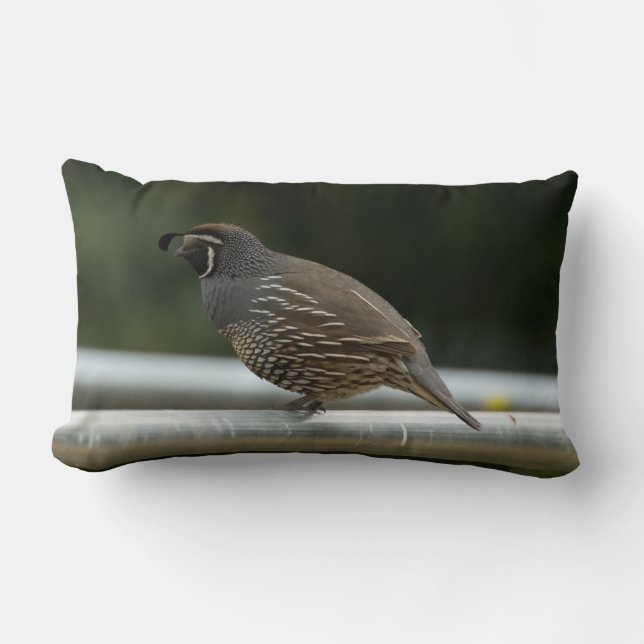 California Quail Kussen (Voorkant)