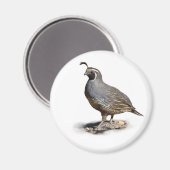 CALIFORNIA QUAIL MAGNEET (Voorkant / Achterkant)