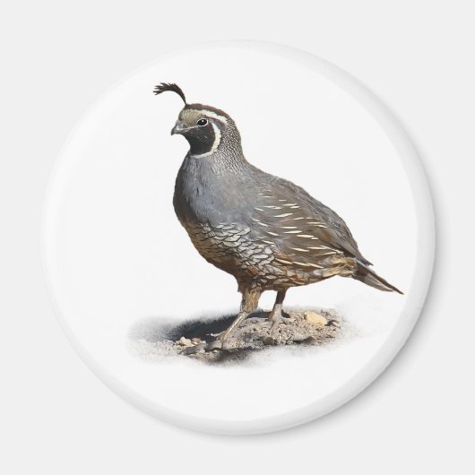 CALIFORNIA QUAIL MAGNEET (Voorkant)