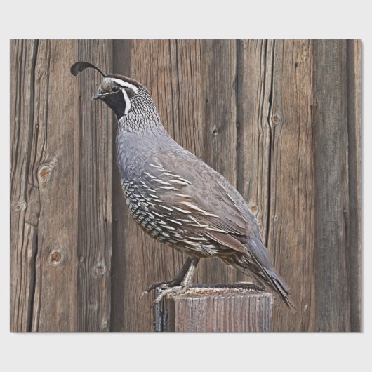 CALIFORNIA QUAIL OP BARNBOARD CADEAUPAPIER (Vlak)