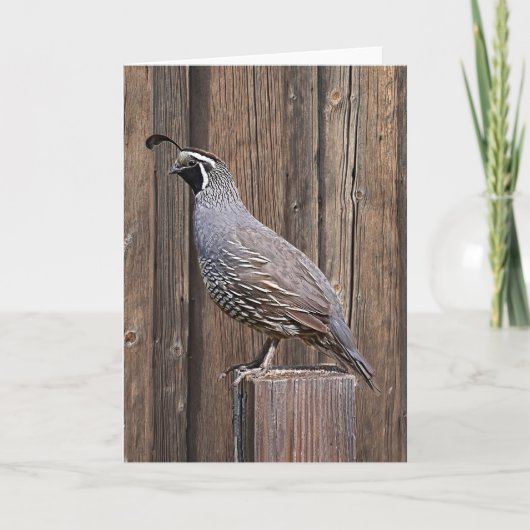 CALIFORNIA QUAIL OP BARNBOARD KAART (Voorkant)