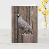 CALIFORNIA QUAIL OP BARNBOARD KAART (Gele Bloem)