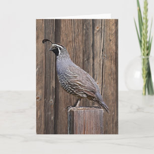 CALIFORNIA QUAIL OP BARNBOARD KAART
