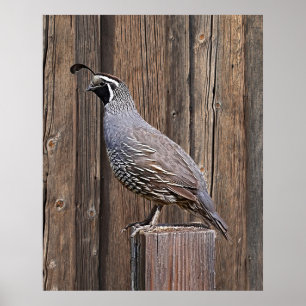 CALIFORNIA QUAIL OP BARNBOARD POSTER