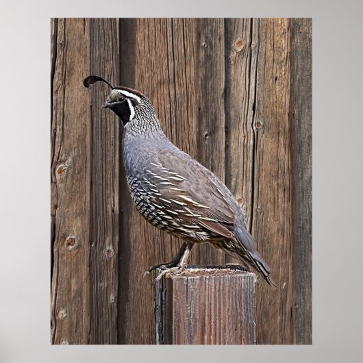 CALIFORNIA QUAIL OP BARNBOARD POSTER (Voorkant)